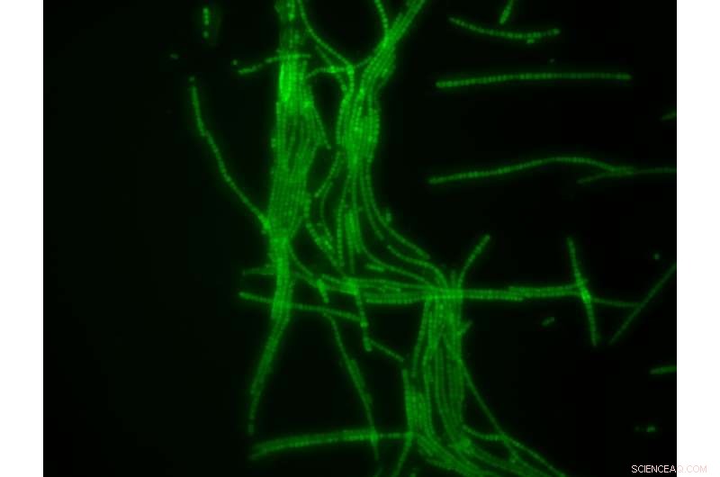 Bionic Mushrooms: Engineers Fuse Nanotech, Bacteria & Fungi for Electricity Generation