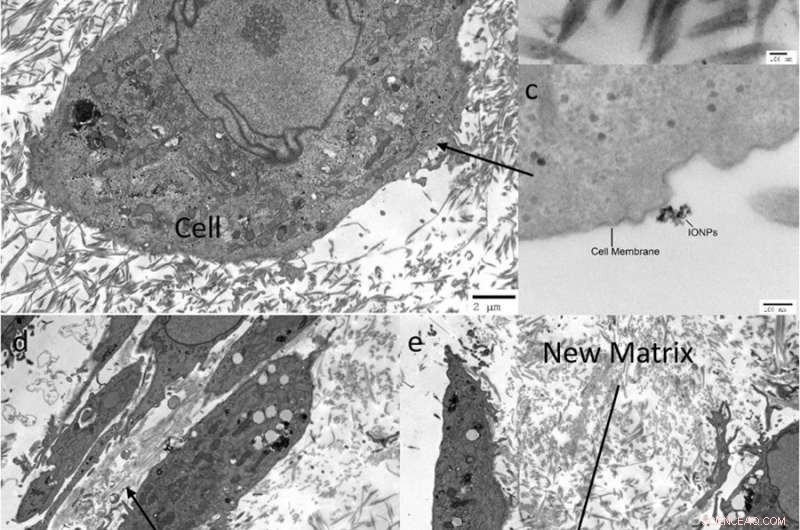 Innovative 3D Collagen Model for In Vitro Testing of Magnetic-Assisted Osteogenesis