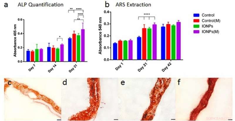Innovative 3D Collagen Model for In Vitro Testing of Magnetic-Assisted Osteogenesis