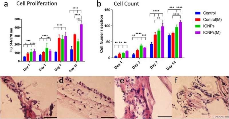 Innovative 3D Collagen Model for In Vitro Testing of Magnetic-Assisted Osteogenesis