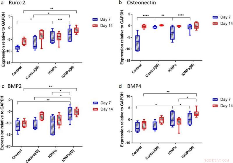 Innovative 3D Collagen Model for In Vitro Testing of Magnetic-Assisted Osteogenesis
