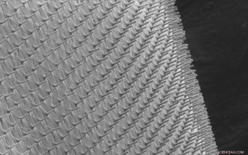 Purdue s Breakthrough: Flexible, Transparent Wearable Biopatch Revolutionizes Cellular Observation and Drug Delivery