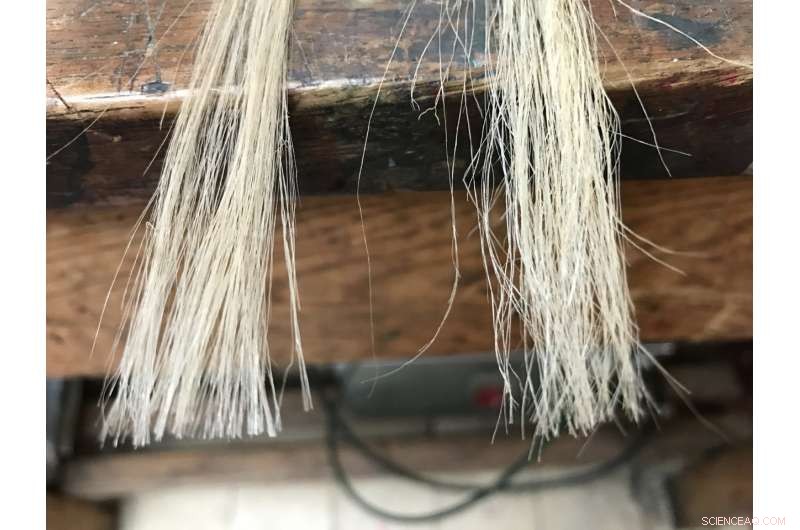 Graphene-Enhanced Jute Fibers: World s First Sustainable Alternative to Synthetic Materials