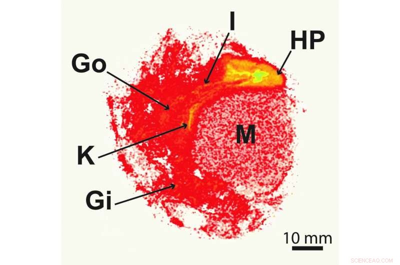 Billions of Nanoplastics Infiltrate Marine Organisms  Organs in Just 6 Hours: Groundbreaking Study
