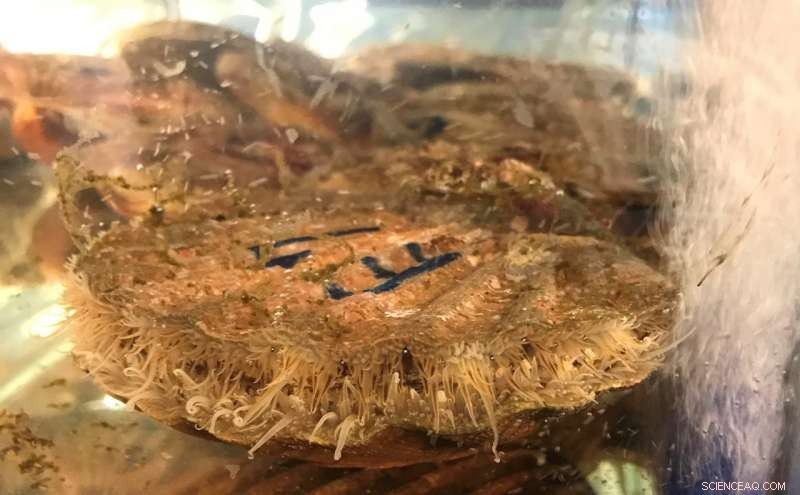 Billions of Nanoplastics Infiltrate Marine Organisms  Organs in Just 6 Hours: Groundbreaking Study