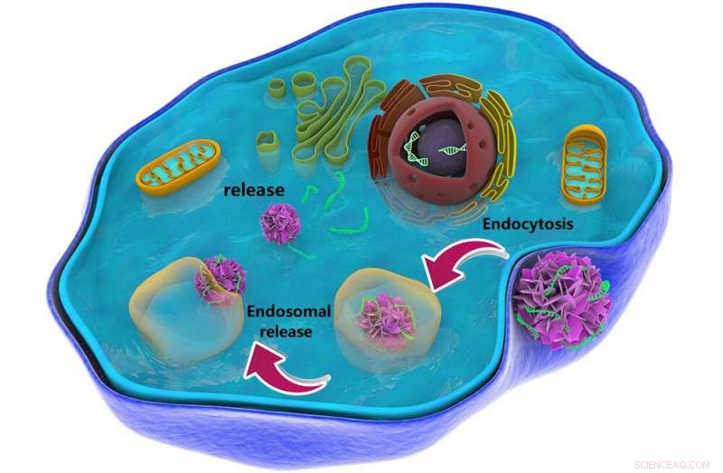 WSU Researchers Pioneer Bioinspired Nanoscale Drug Delivery System Free of Toxicity