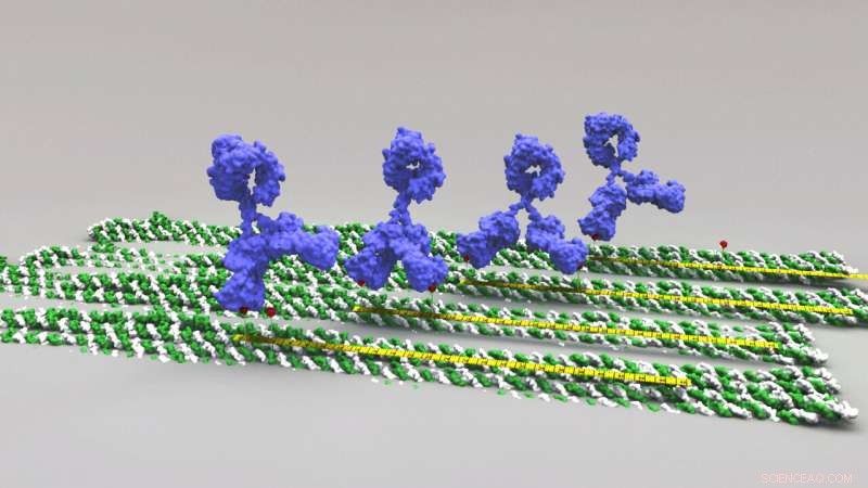 DNA Origami: Precision Tool Reveals Optimal Antigen Distances for Peak Antibody Binding