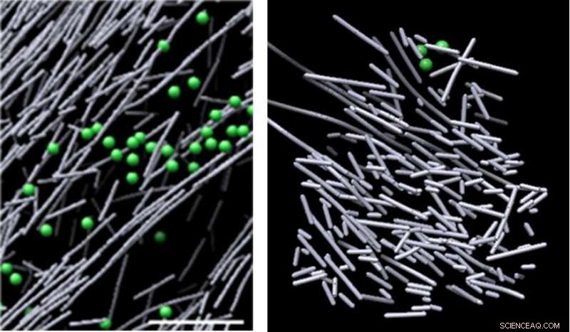 Breakthrough Cryo-EM Images Reveal First View of Actin Nanoscaffold Driving Cell Migration