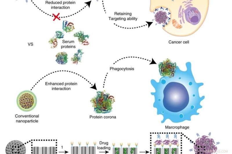 UNIST Breakthrough: Nanoparticles with Protein Corona Shield Revolutionize Targeted Cancer Drug Delivery