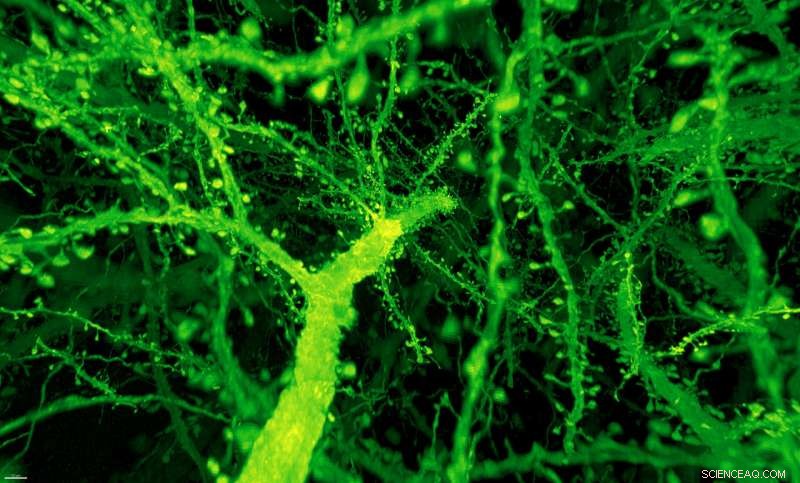 Breakthrough 3-Day Imaging Reveals Stunning High-Res 3D Fly Brain Map (Updated)