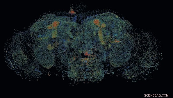 Breakthrough 3-Day Imaging Reveals Stunning High-Res 3D Fly Brain Map (Updated)