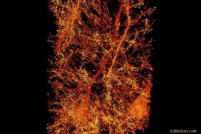 Breakthrough 3-Day Imaging Reveals Stunning High-Res 3D Fly Brain Map (Updated)