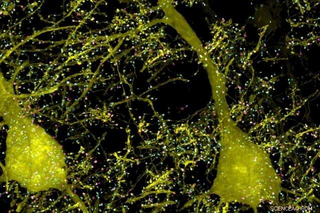 Breakthrough 3-Day Imaging Reveals Stunning High-Res 3D Fly Brain Map (Updated)