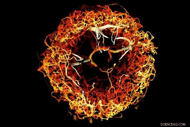 Breakthrough 3-Day Imaging Reveals Stunning High-Res 3D Fly Brain Map (Updated)