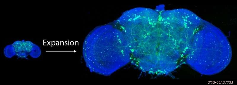 Breakthrough 3-Day Imaging Reveals Stunning High-Res 3D Fly Brain Map (Updated)