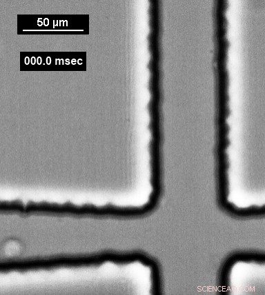 Precision Extraction of Functional Mitochondria Using Microfluidic Devices