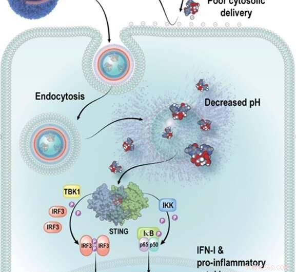 Innovative Nanoparticles Target Tumor-Infiltrating Immune Cells, Activating Potent Anti-Cancer Response