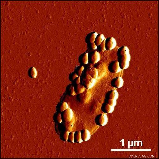 How Dietary Silica Nanoparticles Disrupt Your Gut Microbiome – Groundbreaking Research