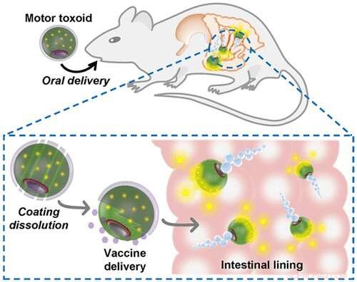 Micromotors Revolutionize Needle-Free Oral Vaccines That Survive Digestion