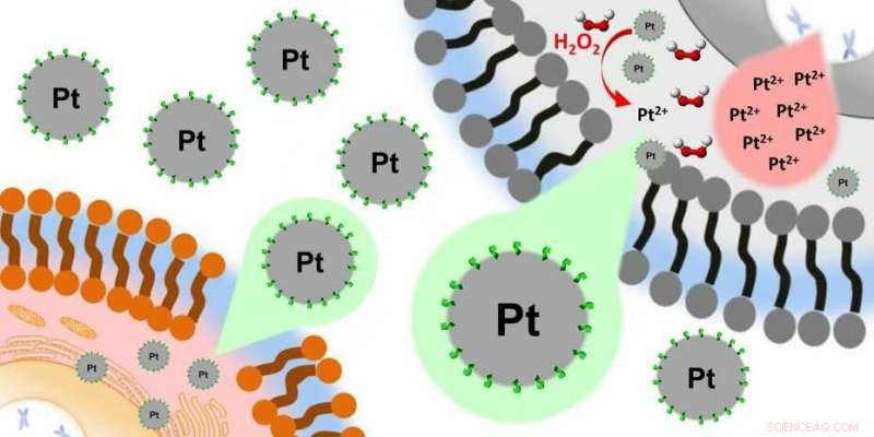 Breakthrough: Platinum Nanoparticles Selectively Target and Destroy Liver Cancer Cells – ETH Zurich