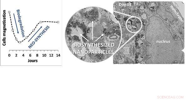 Fate of Magnetic Nanoparticles in Stem Cells: In Situ Biosynthesis Revealed