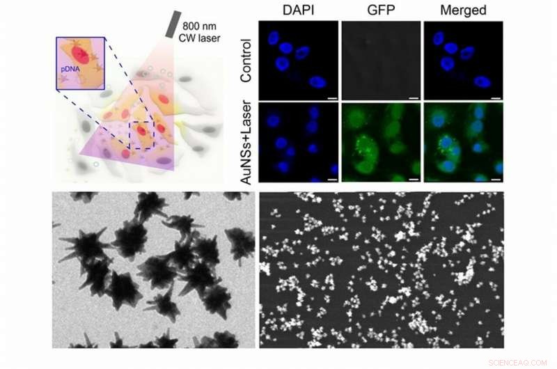 Star-Shaped Gold Nanoparticles Revolutionize Intracellular Delivery