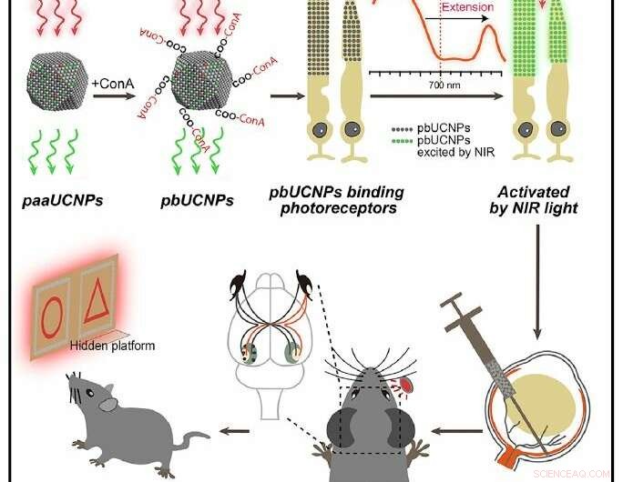 Nanoparticles Enable Mice to See Infrared Light Without Compromising Normal Vision