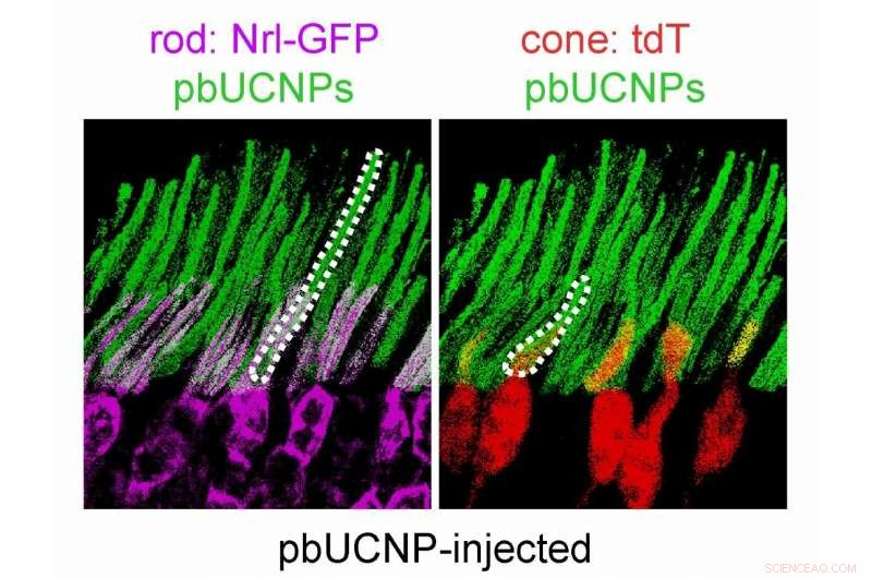 Nanoparticles Enable Mice to See Infrared Light Without Compromising Normal Vision