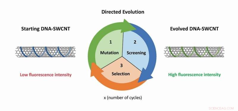 Directed Evolution: Revolutionizing Nanoparticle Engineering
