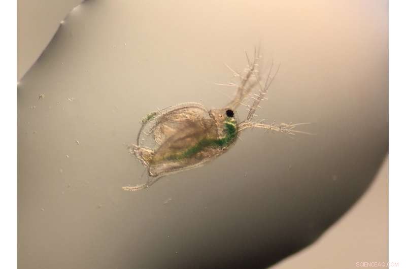 Microencapsulated Insecticides: More Toxic Than Expected, Oregon State Study Reveals