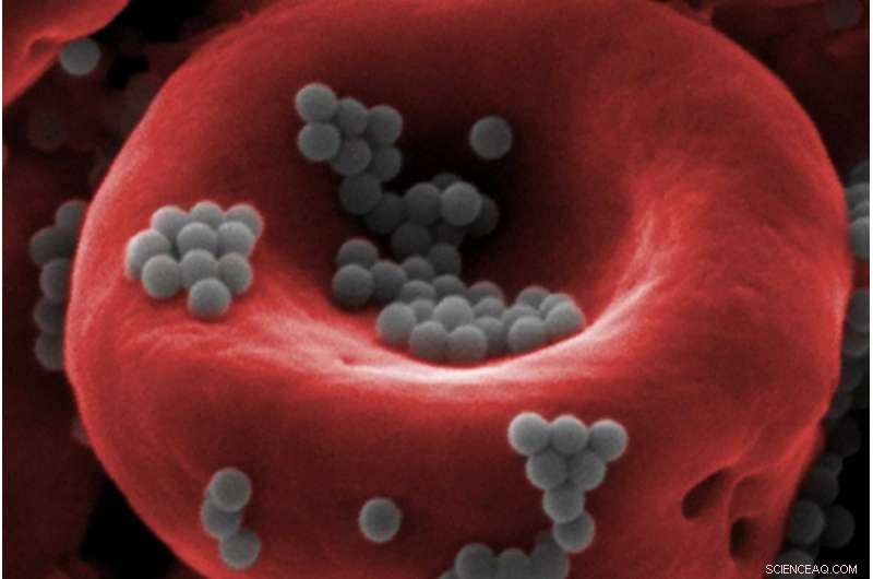 Nature-Inspired Nanoparticles: Revolutionizing Safer Cancer Drug Delivery