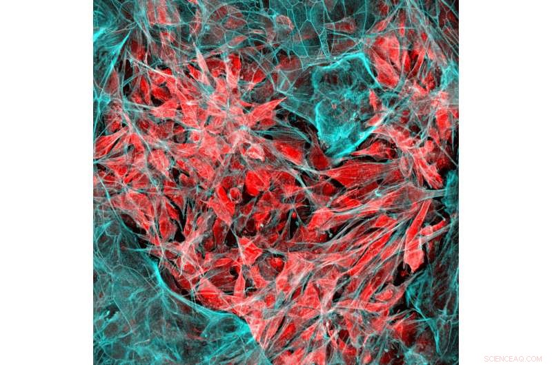 Nature-Inspired Nanoparticles: Revolutionizing Safer Cancer Drug Delivery