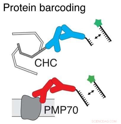 Innovative DNA‑Based Blinkers Enable Simultaneous Fluorescence Imaging of Multiple Proteins