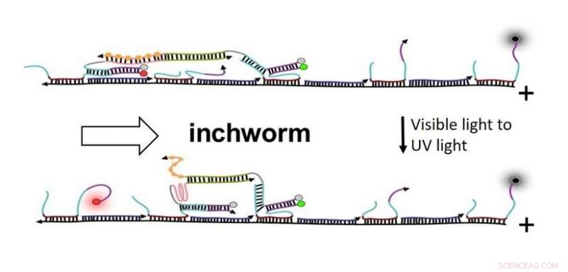 Precision Nanoscopic Motion Control: Steering DNA Nanowalkers