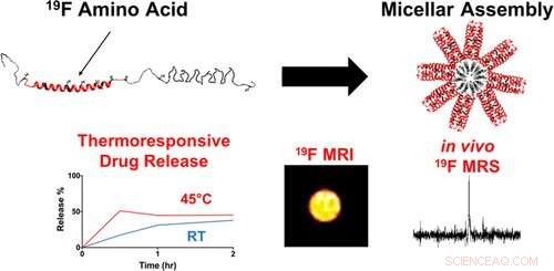 NYU Researchers Develop MRI-Visible Protein Micelle for Targeted Chemotherapy Delivery