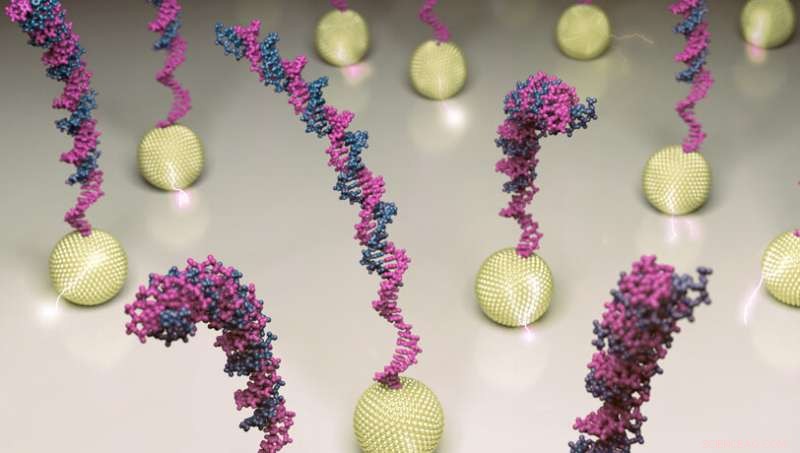 Gold Nanoparticles Enable Rapid, Room-Temperature In-Situ Detection of Amplified DNA