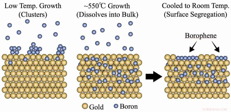 Gold Absorbs Boron to Create Conductive Borophene Islands
