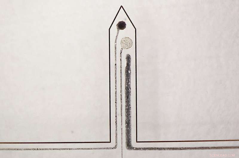 Innovative Implant Tracks Brain Chemical Imbalances After Neurotrauma