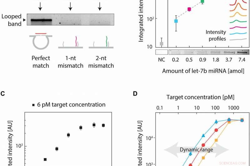 Rapid Cellular microRNA Detection with miRacles: 1‑Hour Assay for Reliable Biomarker Analysis