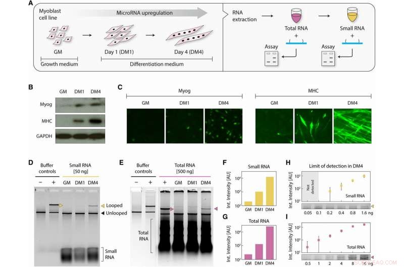 Rapid Cellular microRNA Detection with miRacles: 1‑Hour Assay for Reliable Biomarker Analysis