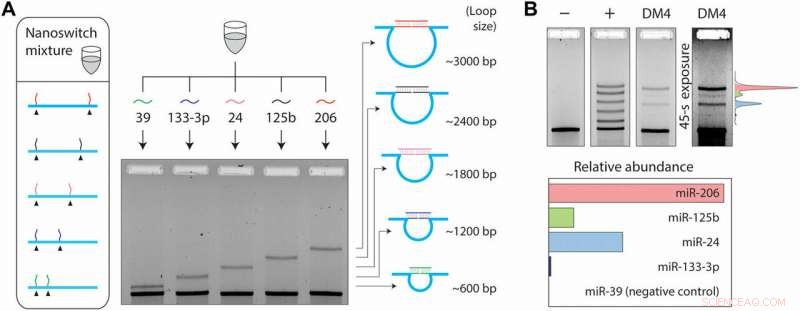 Rapid Cellular microRNA Detection with miRacles: 1‑Hour Assay for Reliable Biomarker Analysis