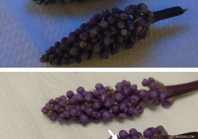 Nanomaterials Empower Plants with Enhanced UV Protection