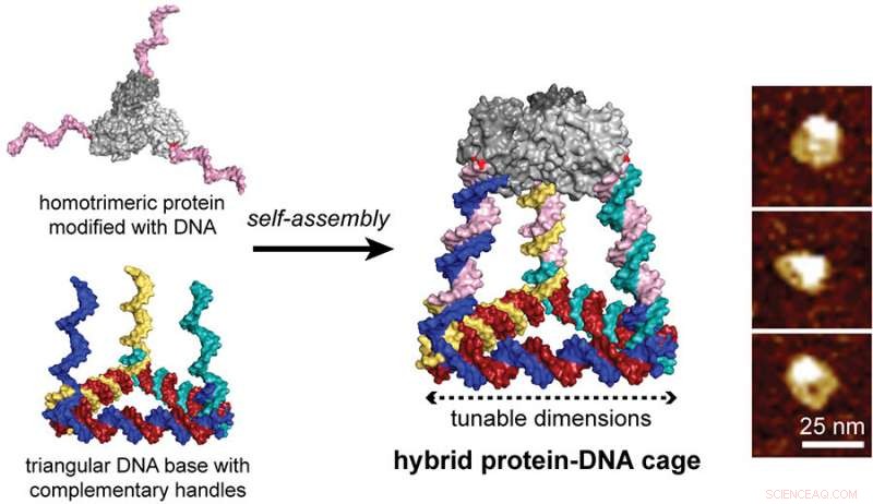 Programmable DNA‑Protein Lego Constructs Form Innovative 3‑D Tetrahedral Cages