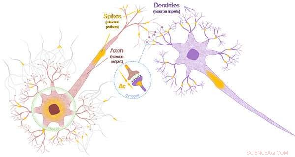 Tohoku University Develops Neuron- and Synapse-Mimicking Spintronics Devices for Energy-Efficient Computing