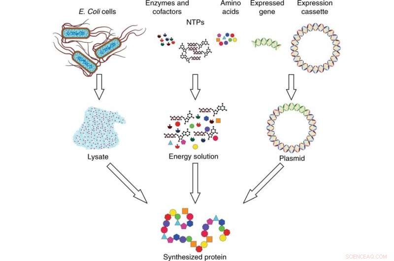 Therapeutics‑on‑a‑Chip: Accelerating Synthetic Protein Production for Point‑of‑Care Treatments