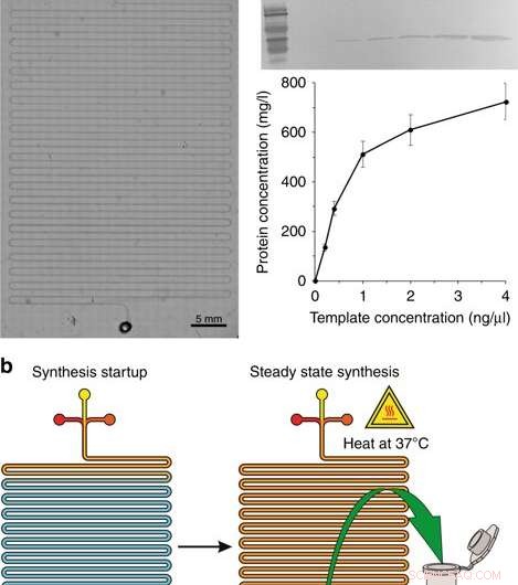 Therapeutics‑on‑a‑Chip: Accelerating Synthetic Protein Production for Point‑of‑Care Treatments