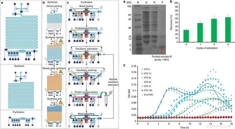 Therapeutics‑on‑a‑Chip: Accelerating Synthetic Protein Production for Point‑of‑Care Treatments