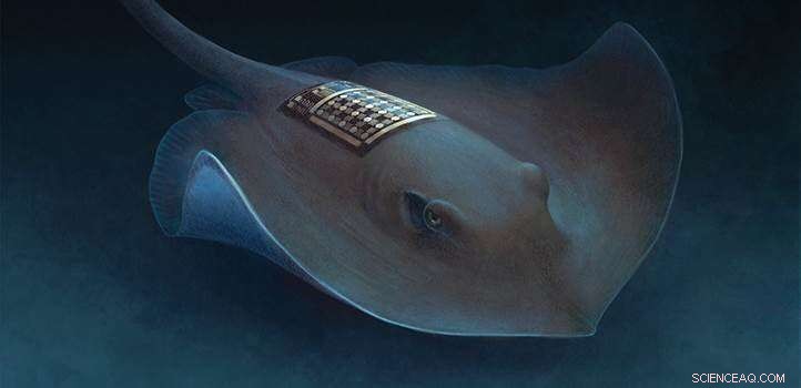 Marine Skin Enhances Marine Animal Monitoring with Improved Performance and Durability