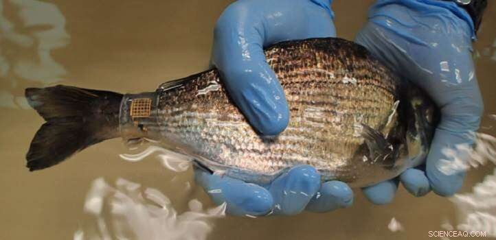 Marine Skin Enhances Marine Animal Monitoring with Improved Performance and Durability