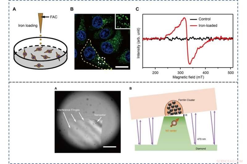 High-Resolution Magnetic Imaging of Ferritin within Single Cells